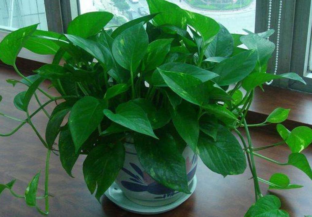 高温天气室外花草适合多浇水吗,高温天气花枯了能浇水吗