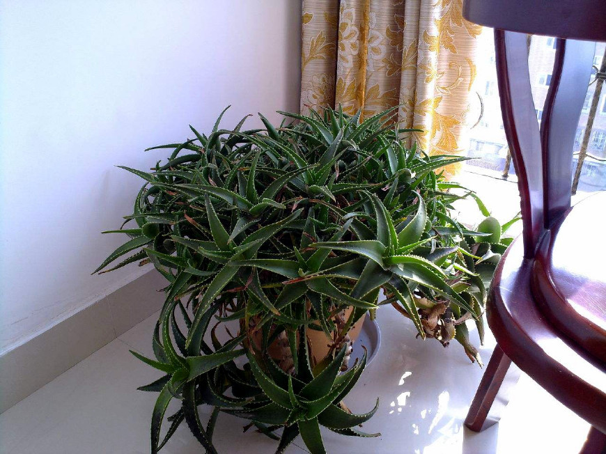 芦荟怎样养出小芽,芦荟怎么养护侧芽多