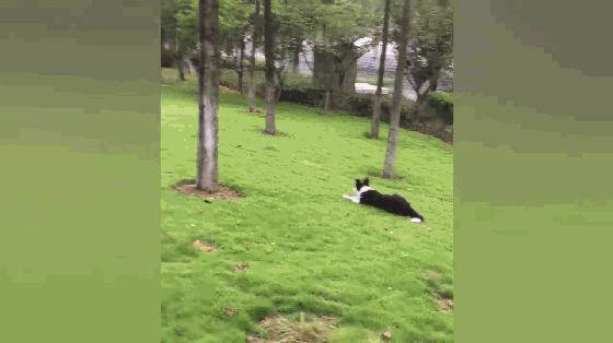 边牧一脸嫌弃看二哈啃仙人掌,边牧专治二哈