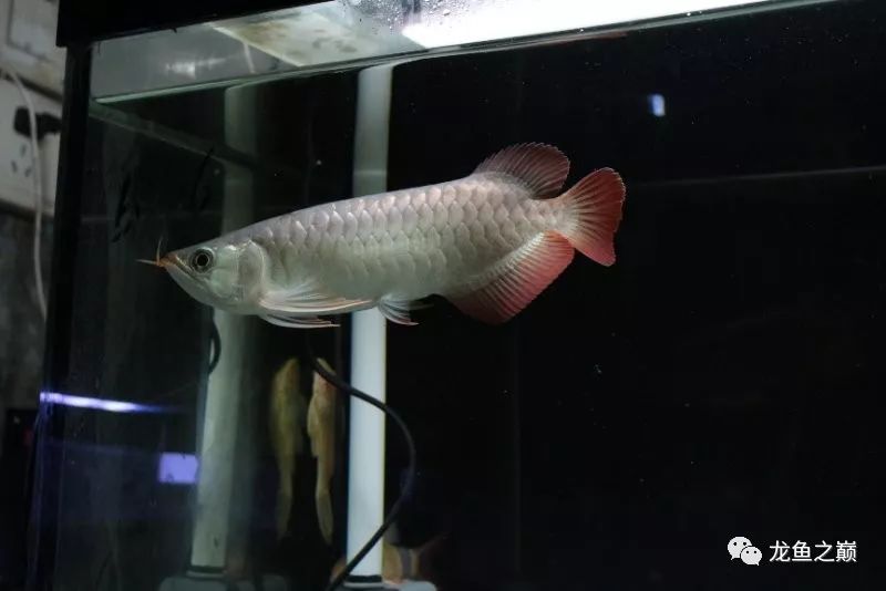 28-30公分龙鱼怎么喂养,龙鱼喂食能混合么