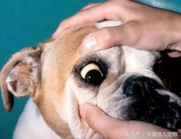 巴贝斯焦虫的终末宿主,巴贝斯焦虫病能扛过去吗