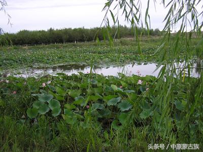 农六师芳草湖农场未来发展规划,新疆农六师芳草湖总场