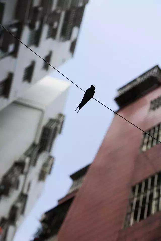 白石洲亿万富翁,白石洲拆迁诞生亿万富翁