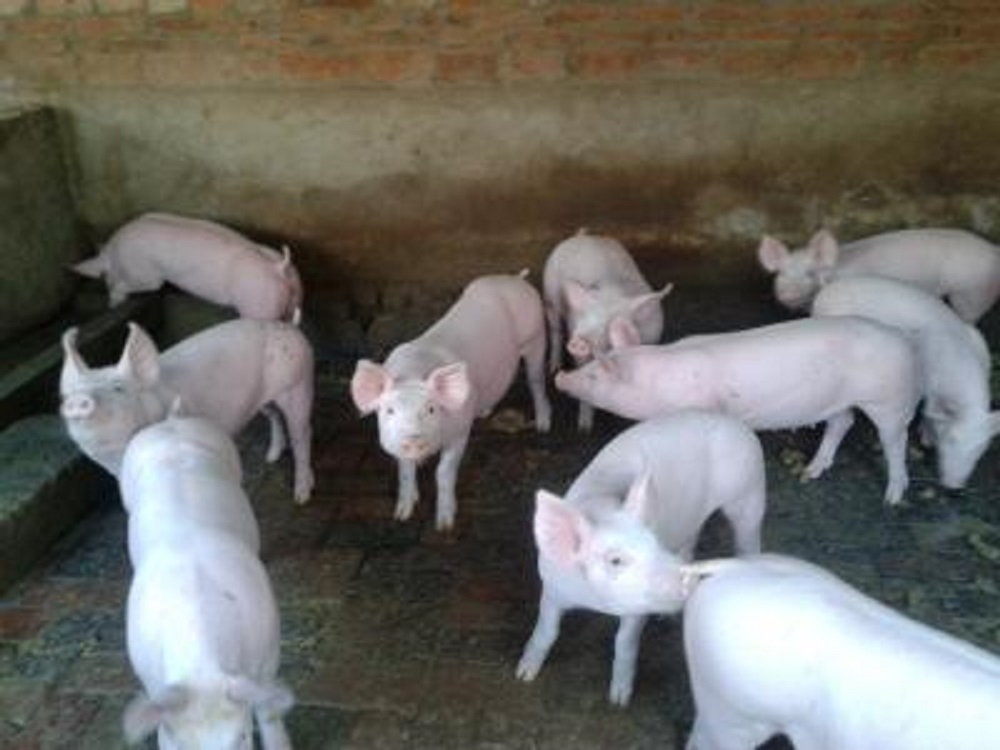 预防仔猪黄白痢最有效的方法,养猪最简单的诊断方法