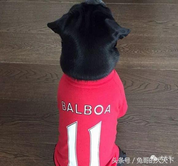 足球吉祥物狗狗盘点,一只狗狗拯救了无数人