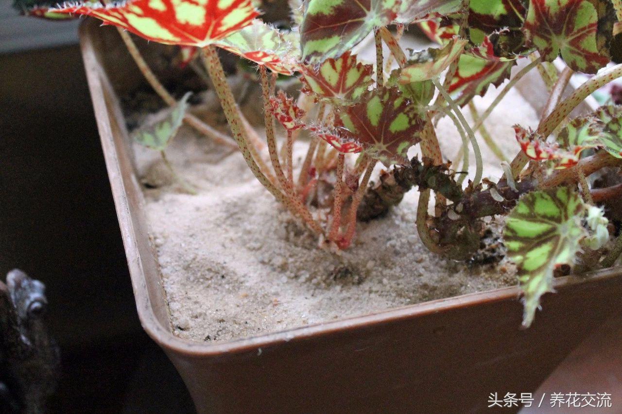 如何彻底清除室内盆栽植物里面的小白虫,小黑飞杀不完的原因