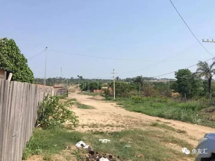 特隆贝塔如何饲养,特隆贝塔半皇与红彩区别