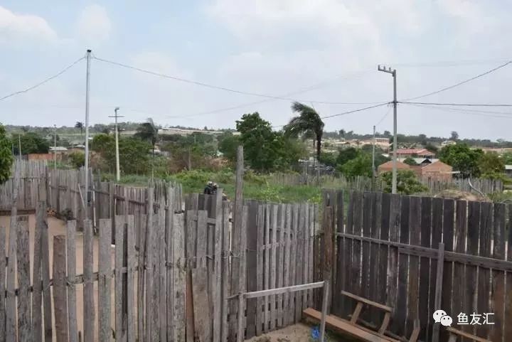 特隆贝塔如何饲养,特隆贝塔半皇与红彩区别