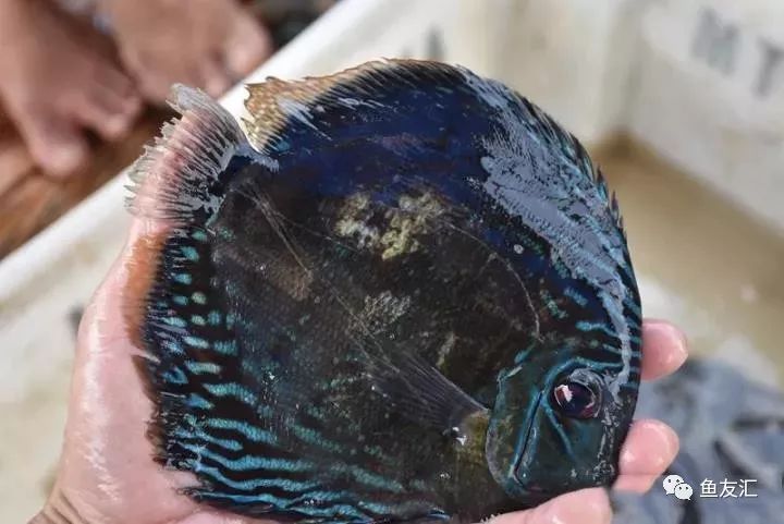 特隆贝塔如何饲养,特隆贝塔半皇与红彩区别