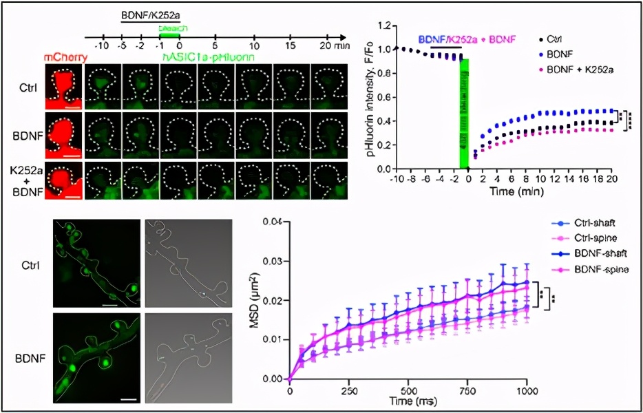 NB封面文章：一种非经典突触后膜受体的表面标记与可视化技术