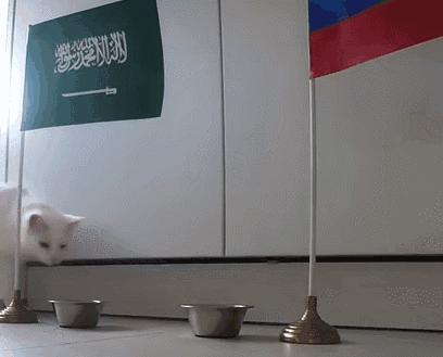 谁说伪球迷预测不了真胜利？是时候让你的宠物拉你一把了！