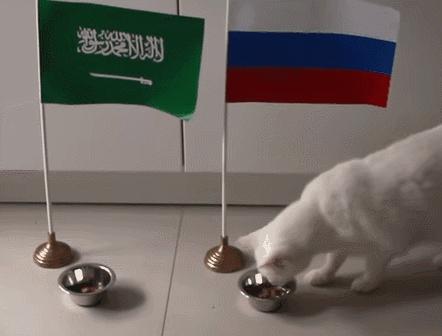 谁说伪球迷预测不了真胜利？是时候让你的宠物拉你一把了！