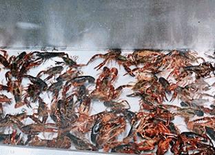 2018世界杯期间，如何正确吃小龙虾？