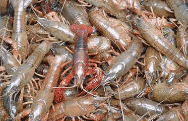 2018世界杯期间，如何正确吃小龙虾？