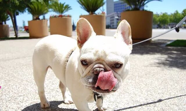 如何养好法斗必知的健康问题,法斗没养好不会爆头吗