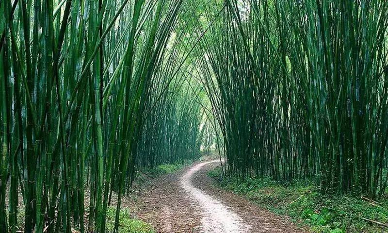 如果肇庆的美食及美景来一场足球赛，胜出的将会是……