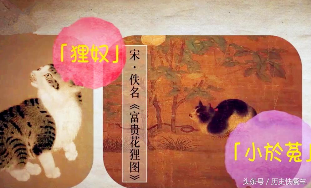 喵星人的变化史,喵星人养猫13年经验分享