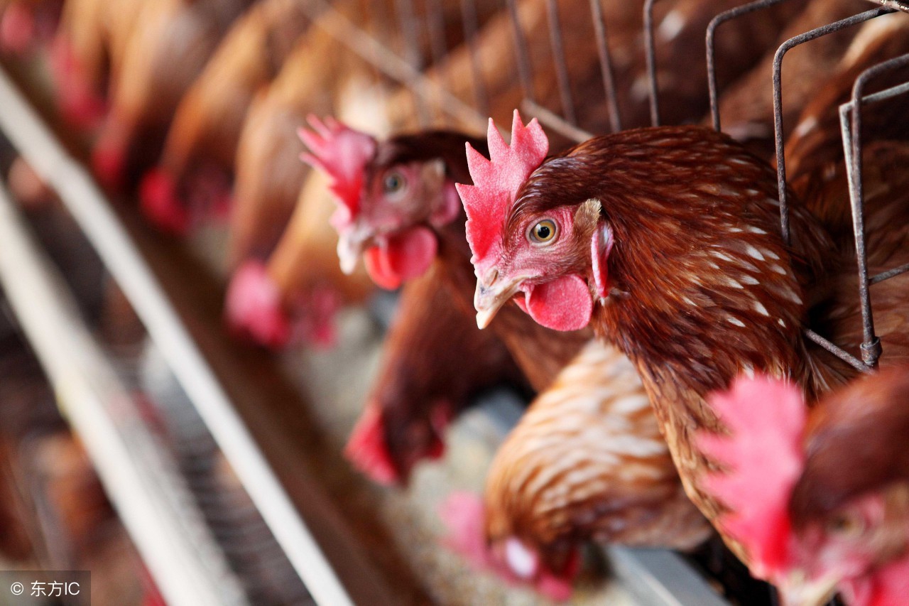 雨季养鸡管理,鸡场管理最新方法