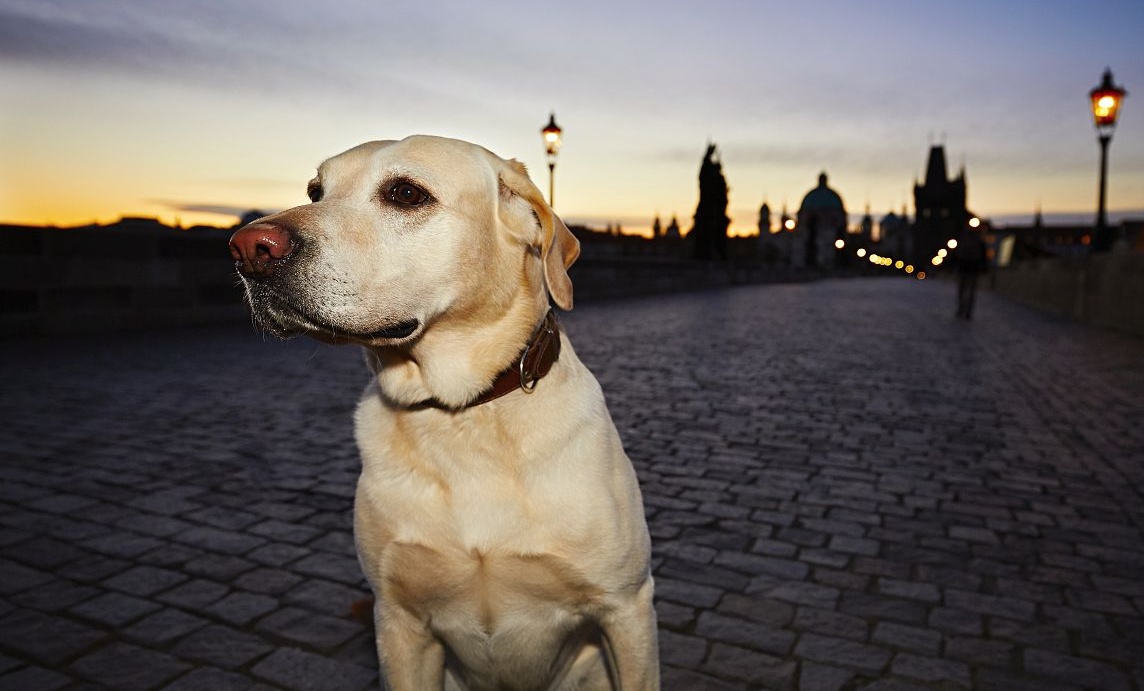 养狗狗拉布拉多新手入门必知,养拉布拉多狗注意事项大全及禁忌