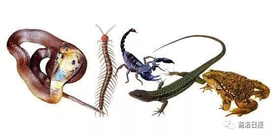 端午防五毒是哪五毒,端午驱五毒的方法