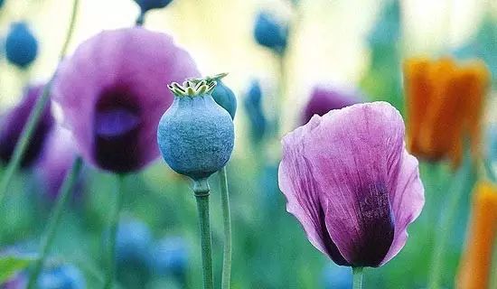 禁毒宣传勿以恶小而为之,你以为的vs实际上的禁毒宣传