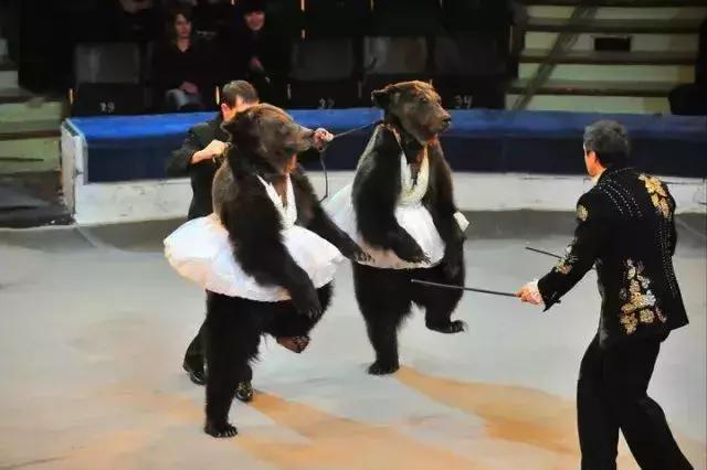 周至县大马戏,俄罗斯传奇大马戏简介