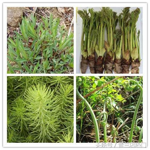 在普兰店生活有多好,我在山东刚刚好何必羡慕北上广