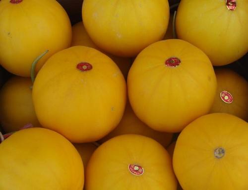 香瓜甜瓜哈密瓜,香瓜甜瓜