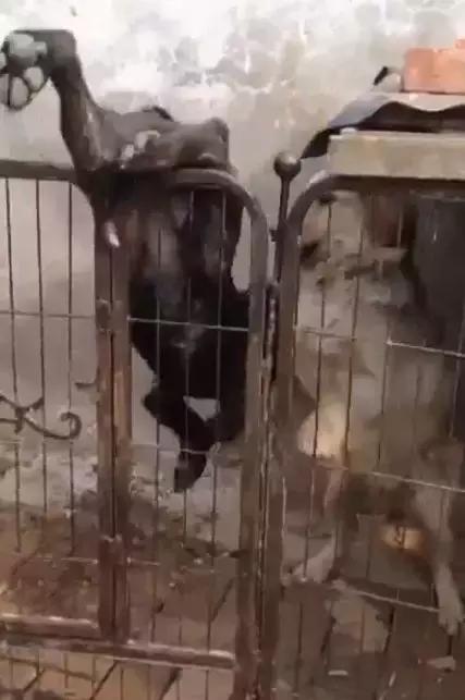 为约会情人，狗狗翻墙而入，不想命根子被卡住，这以后还能约会吗