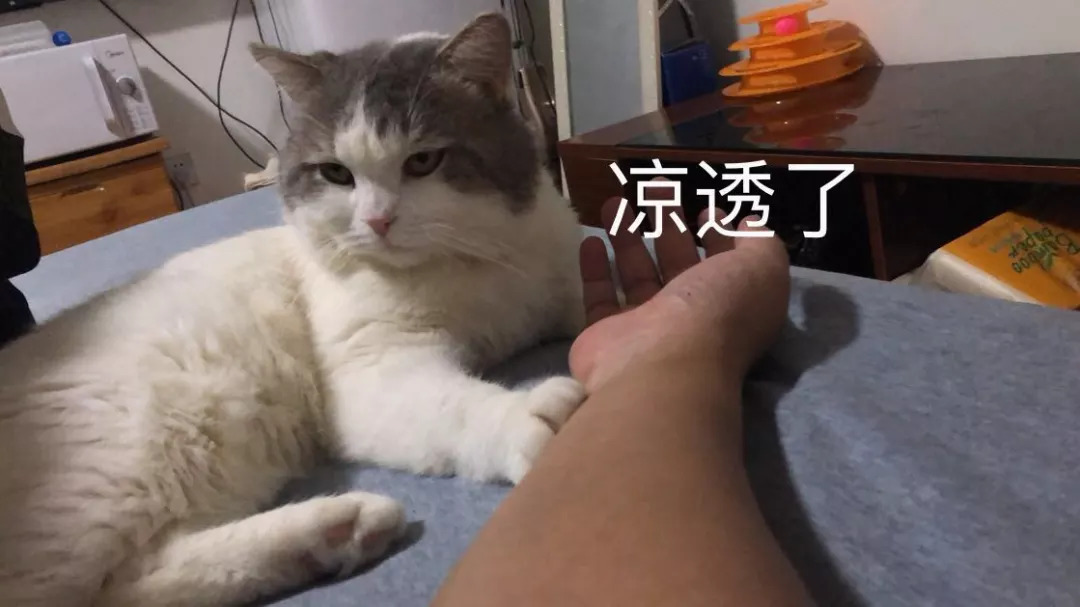 不养猫不爱狗,不养猫不养狗还可以养什么宠物