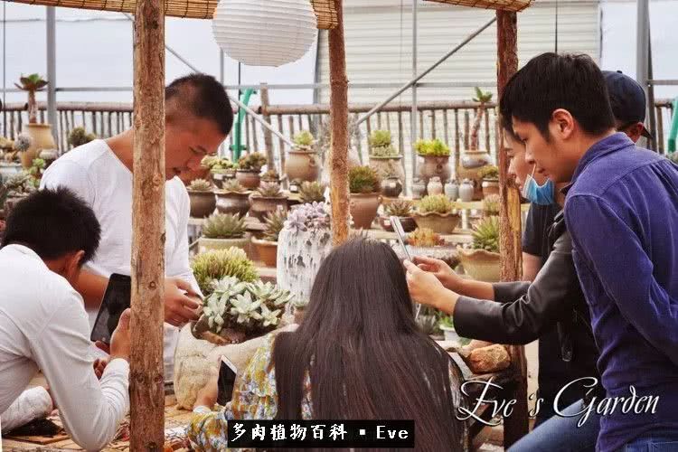 仙女杯多肉植物,拇指仙女杯也叫帕奇飞图吗