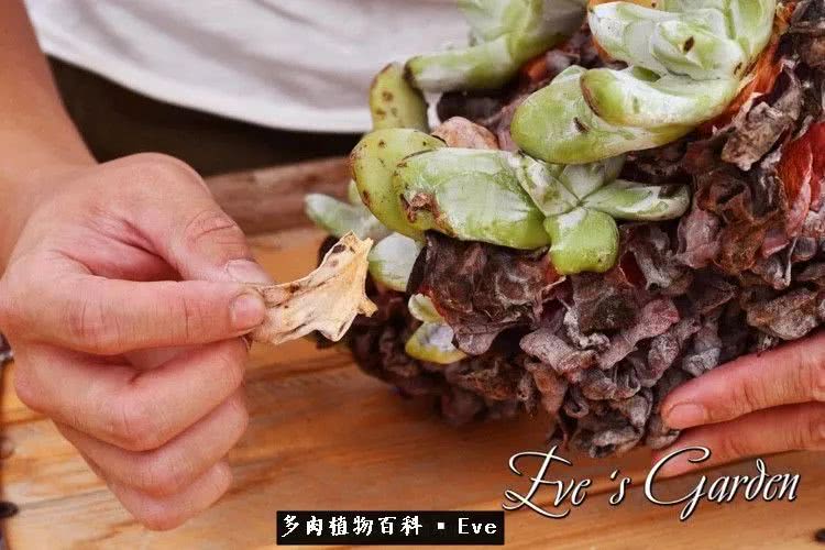 仙女杯多肉夏天大量消耗叶片,多肉植物拇指仙女杯