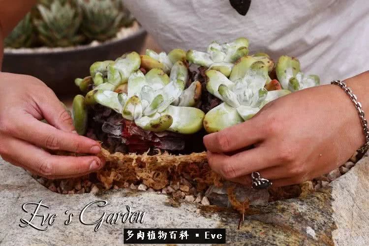 仙女杯多肉植物,拇指仙女杯也叫帕奇飞图吗