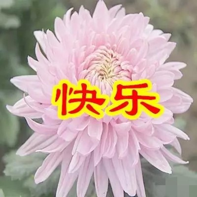 明日父亲节，6朵吉祥的花送给天下所有的父亲，愿你们健康幸福
