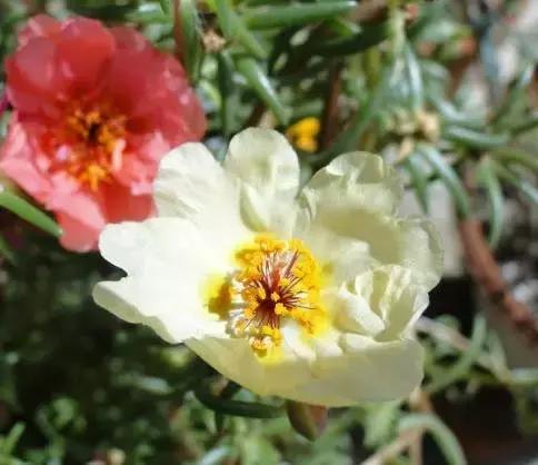 明天是父亲节祝天下父亲节日快乐,父亲节提前祝天下的父亲节日快乐