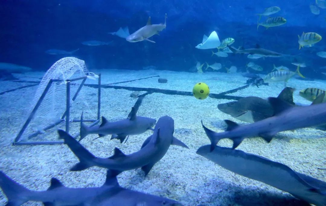 精彩活动｜海底世界杯精彩开战，烟台渔人码头打造别开生面“人+鱼”水下足球赛！