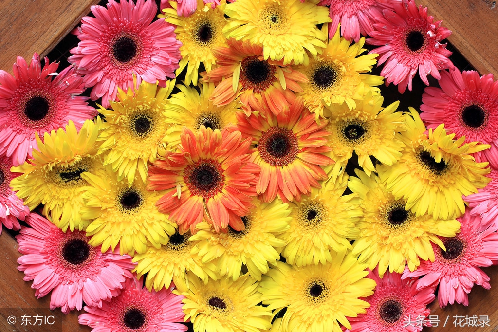 只知道母亲要送花而不知道父亲节也可以送花，快看看适合送的花吧