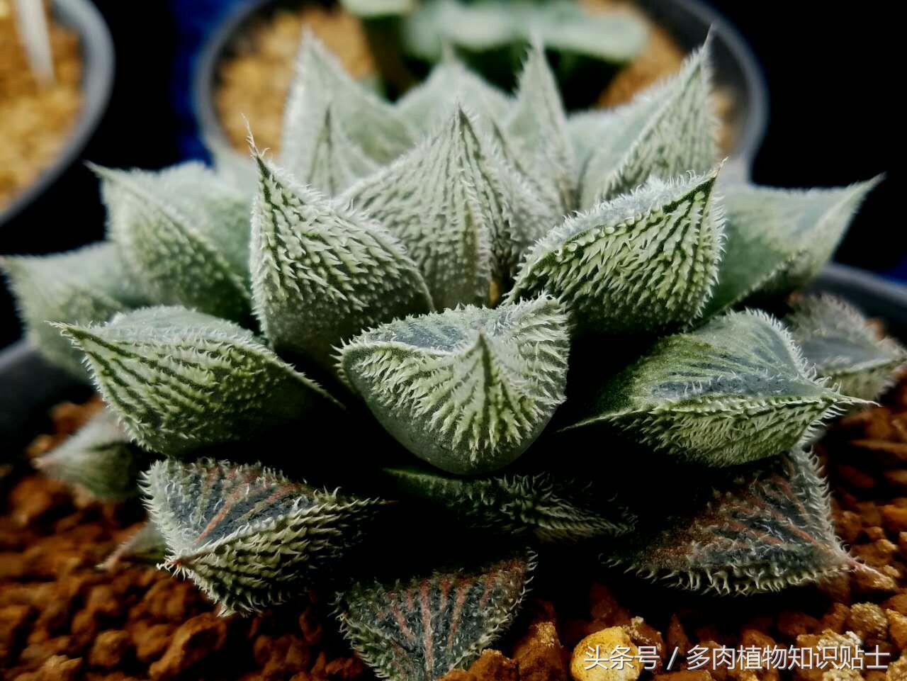 多肉商家的注意事项,多肉卖家的套路