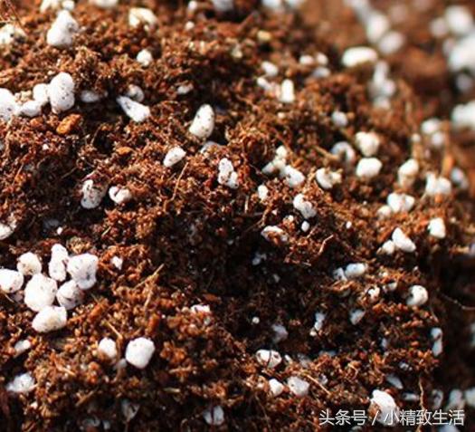 绿萝养几年越来越稀疏,绿萝养久了怎么越来越稀