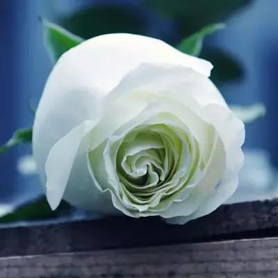 送你1314朵玫瑰图片,送你100朵玫瑰花