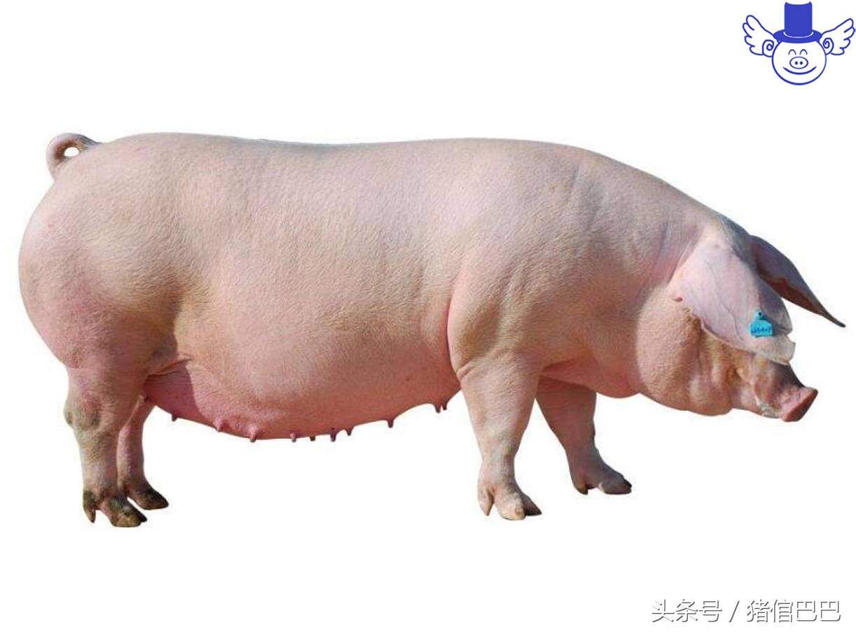 母猪难产的原因及解决方法,母猪难产最快解决办法是什么