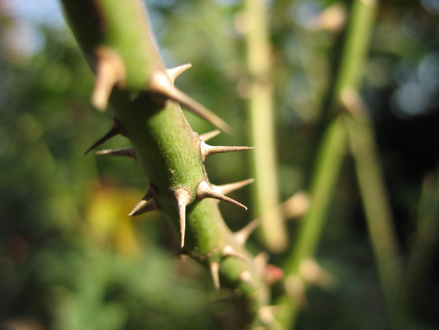 来听听玫瑰的解释,“为什么它浑身带刺”