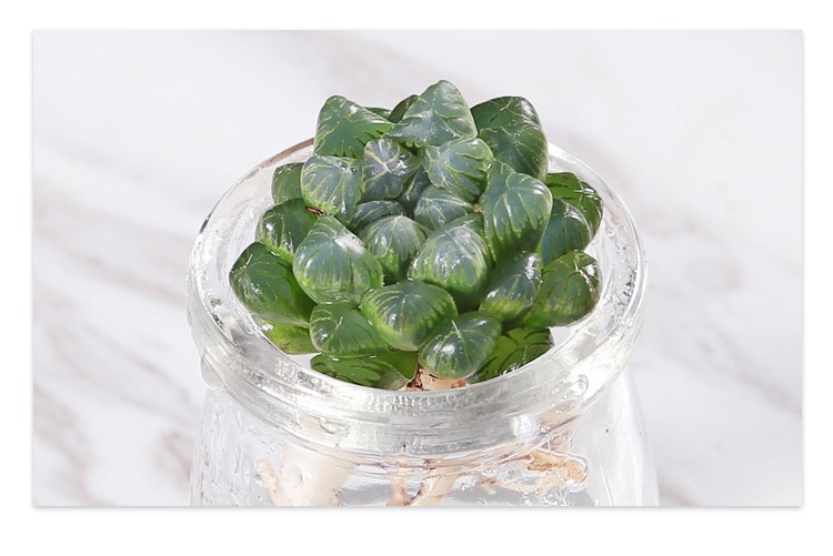 玉露夏天适合水培吗,水培玉露的正确方法