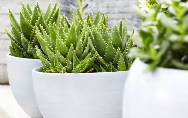 家里摆死灵芝盆栽,家人生病家里摆什么物件