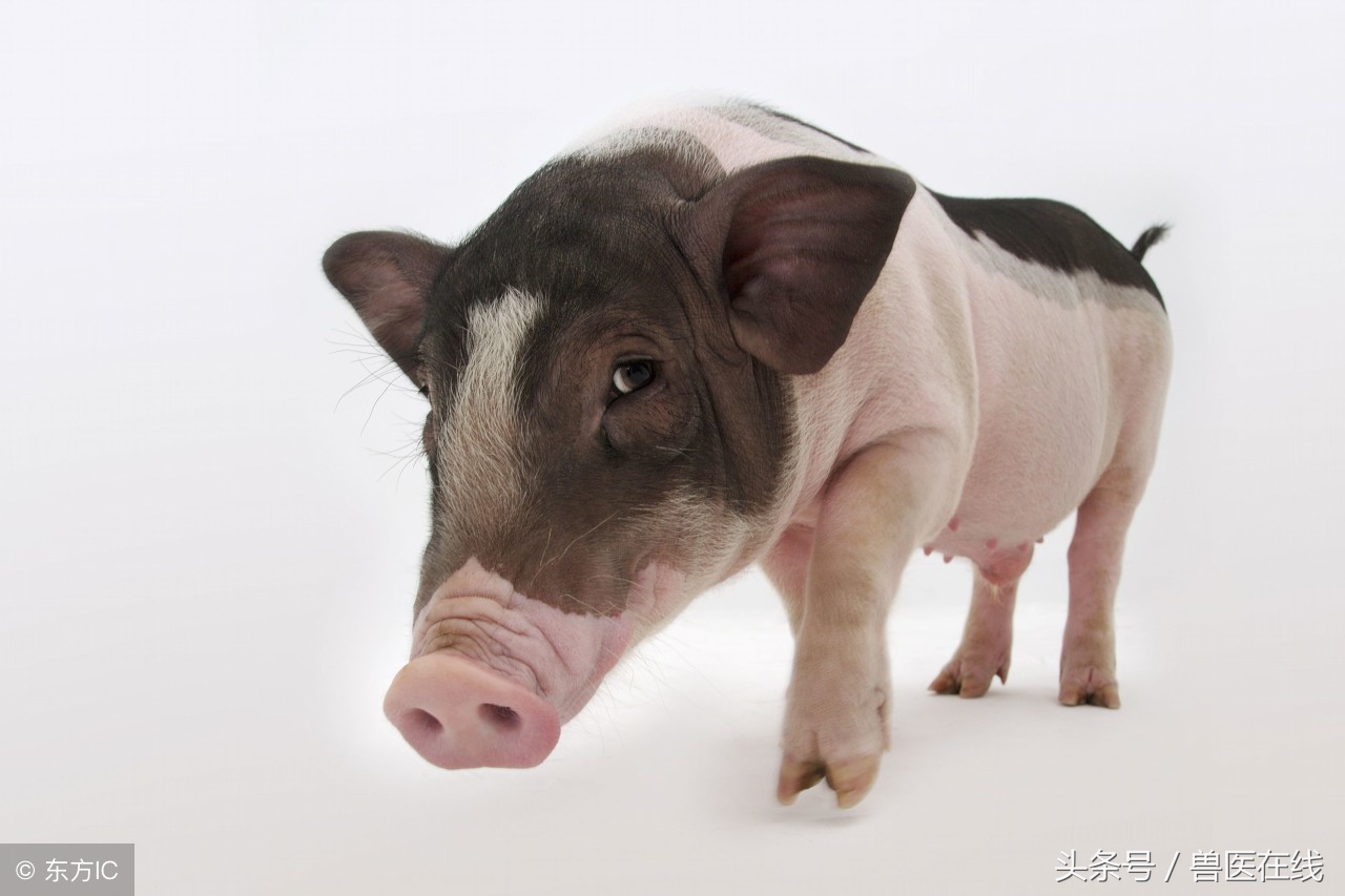 猪发烧打退烧针后低温是什么原因,猪先高烧后低温是什么原因