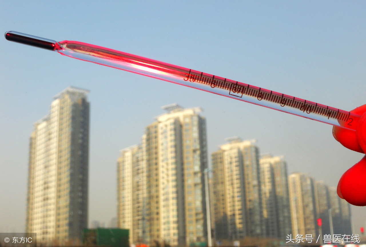 猪发烧打退烧针后低温是什么原因,猪先高烧后低温是什么原因