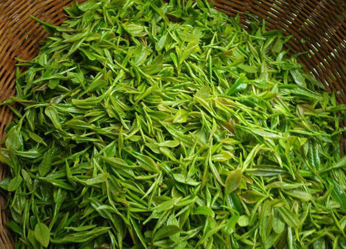 怎么样辨别真正的安吉白茶,如何甄别正宗的安吉白茶