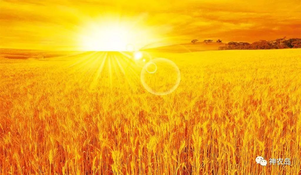 订单农业如何做好,订单农业的五个优秀案例