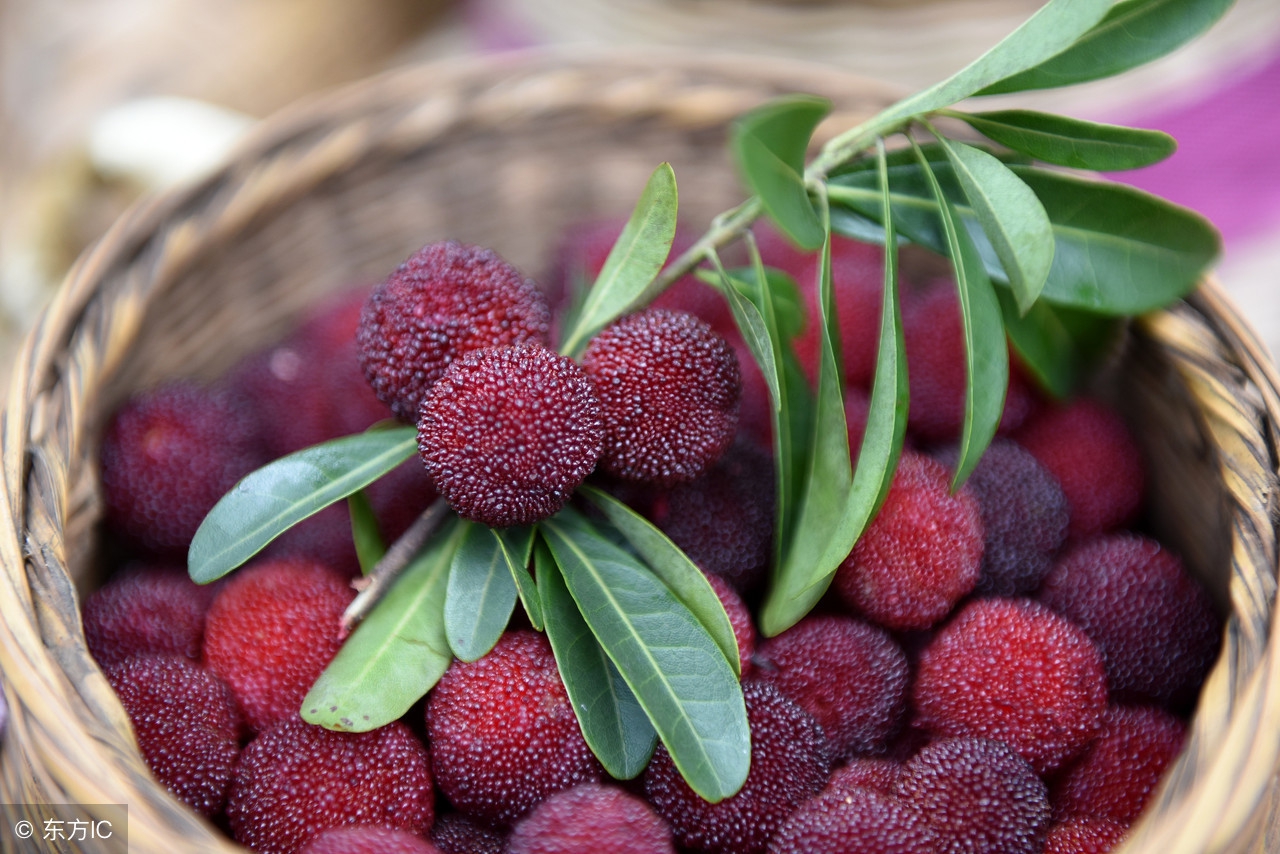 杨梅里面有杨梅虫还能吃吗,盐水泡杨梅虫子为什么会爬出来