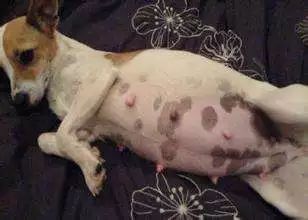 狗狗怀孕后，铲屎官需要必备哪些知识？